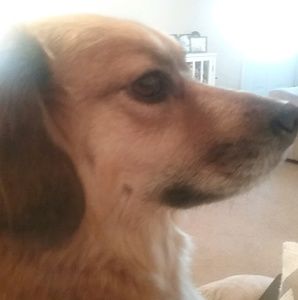 Meet your Posher, Chip